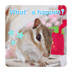 シマリスよつば3