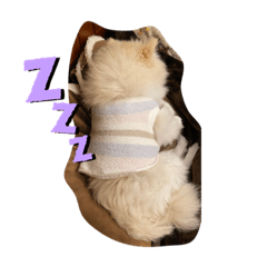 白ポメこっくん2