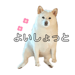 白柴もちこちゃんすたんぷ〜♡