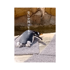 動物たちが思ってることスタンプ