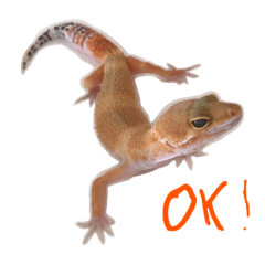 爬虫類のキモチ