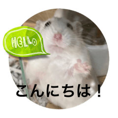 おお餅さん　日常使いやすい