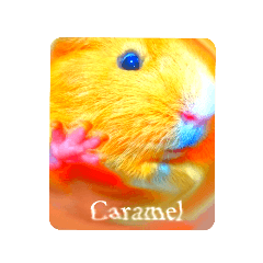 Caramel  ginea pig LOVE Valentine&#39;s day