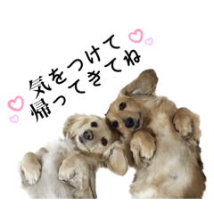 うちのワンコ（ミニチュアダックス）