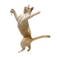 踊れ！はかせ！