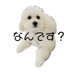 しろわんわんず。