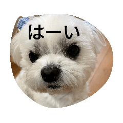 毎日使える犬マリンちゃんスタンプ追加版2