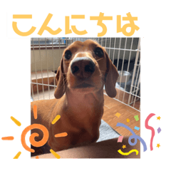 ツルツルダックス　日常スタンプ　その3