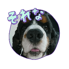 ランディとロッシとバリー