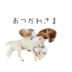 わんころぴーず