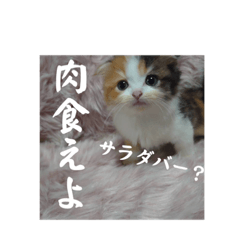 うちの暴君、おでけけ