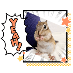 シマリスのシェリたん