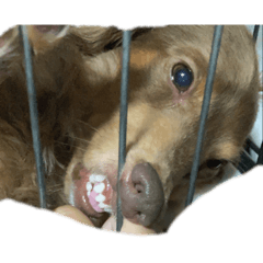 かわいいかわいいまろんちゃん