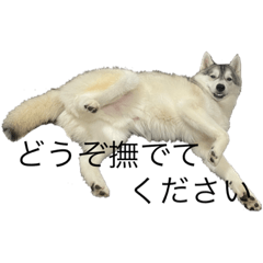 我が家のハスキー。