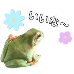 ごきげんなかえるの日常