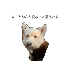 かわいいぴぴたんの日常