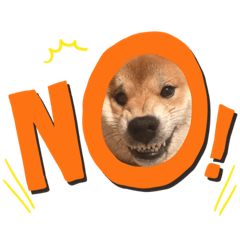 柴犬こいちゃん2