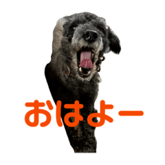 黒のトイプーですが、なにか