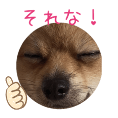 ぽこぽこポメラニアン5