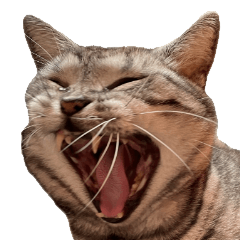 アメショ柄のマンチカン『ココメロ』