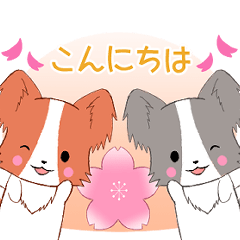 飛び出す！ちびパピヨン7【春①】