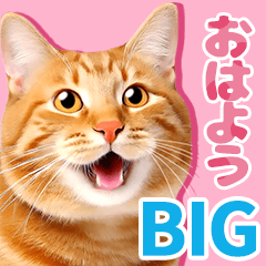 大迫力！あいさつする猫さん【写真BIG】