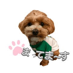 マルプーみらいとシナモン分長ぴぴ