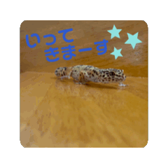 ヒョウモントカゲモドキのひょーたろー♡4