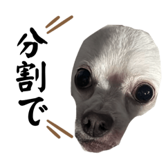 チワワのラブ様