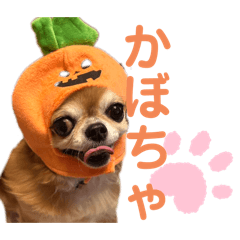 ♡ぽぽちゃん♡