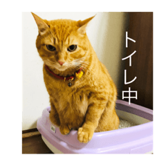 ちゃー吉(追加版)