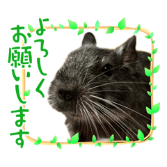 デグーと猫と犬