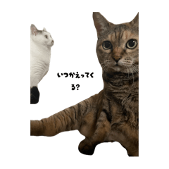 やまだんちのにゃんず