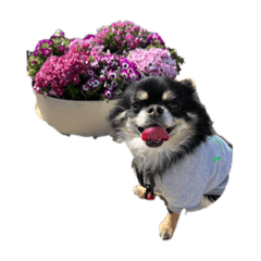 手抜きタンクチャン