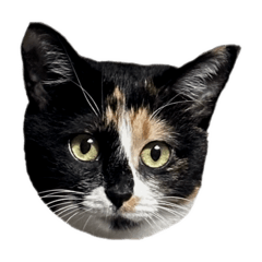 くろみけみずな