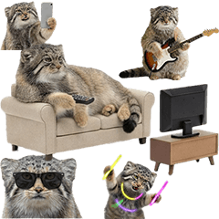 BIG! 人間みたいなマヌルネコ　実写