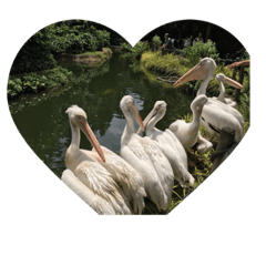 シンガッポール動物園の動物たち