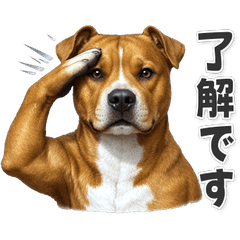【敬語】使いやすい！ピットブル