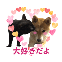 柴犬と黒猫の楽しい毎日