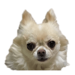 チワワのナッツちゃん