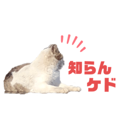 生暖かく見守ってくださいニャ　4