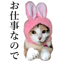 真顔ネコ がるスタンプ-常用編-