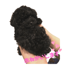 ワン　ワン　ず