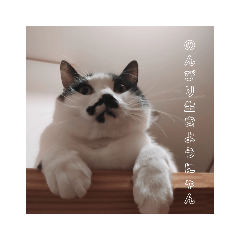 ねこたんさんオリジナルスタンプ