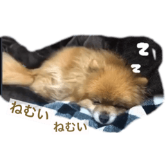 ポメラニアンのポミの日常2