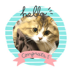 かわいい〜癒し猫