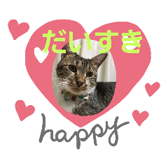 ネコのらんまる