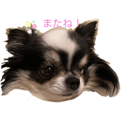 くろちわちゃん