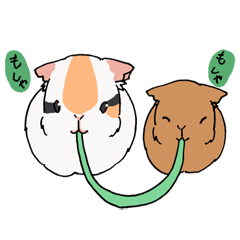 モルモットもる太郎ともるJIRO