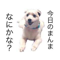 いぬのぼく。ぼっくん。